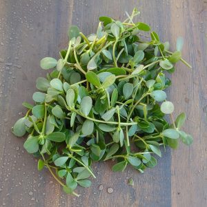 Purslane Greens