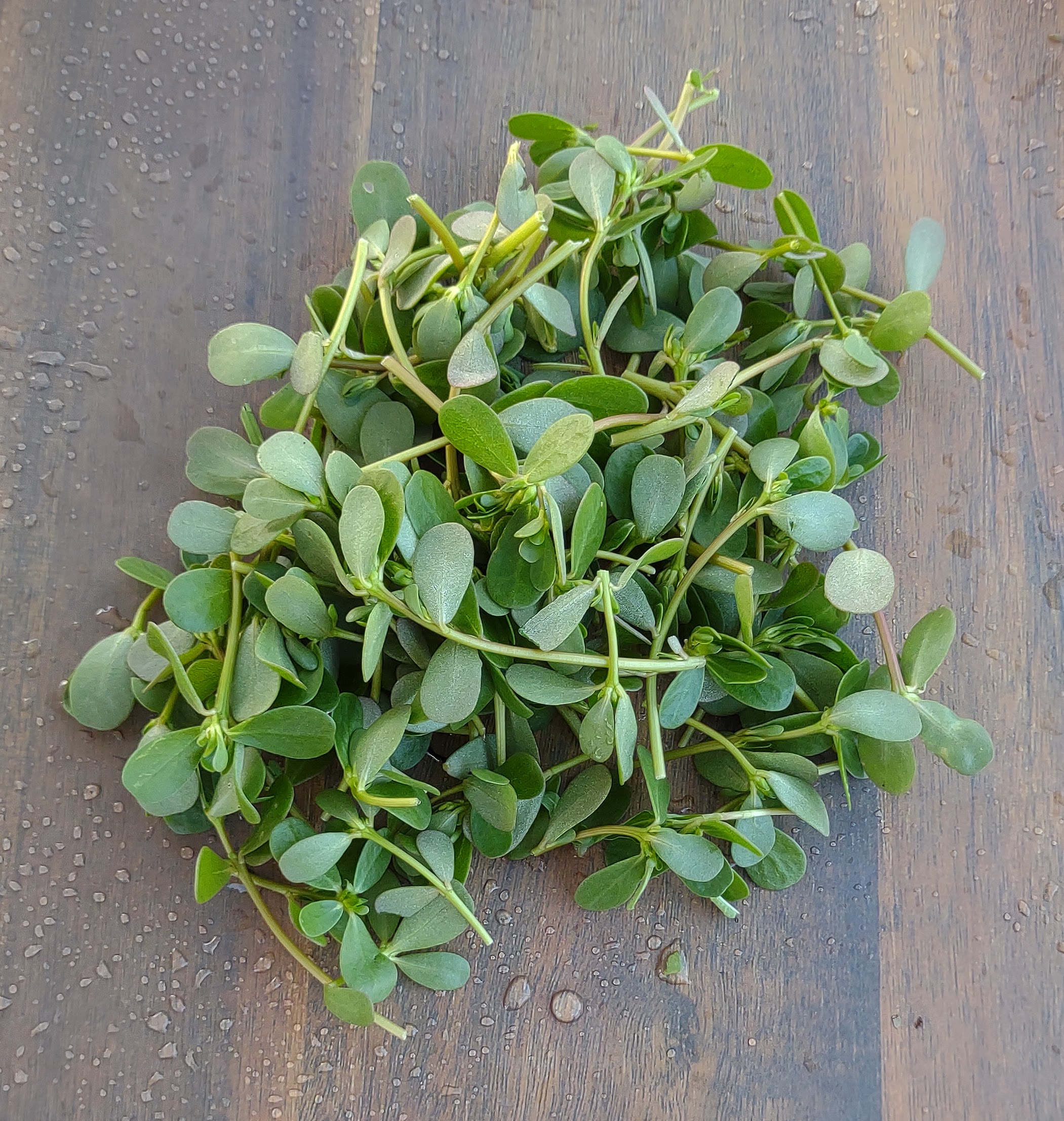 Purslane Greens