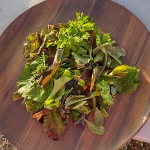 Seed Song Premium Salad Blend