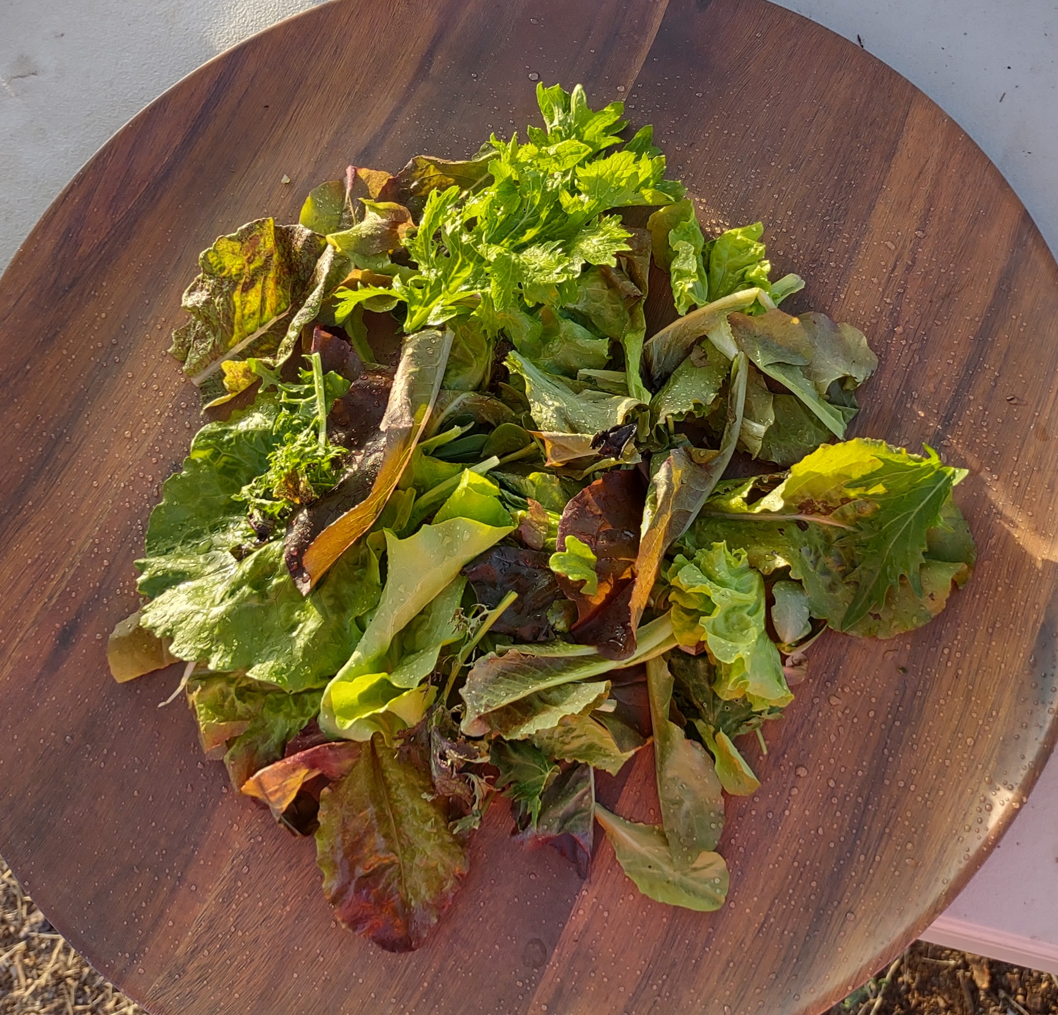 Seed Song Premium Salad Blend