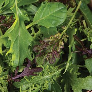 Seed Song Frillies Mix